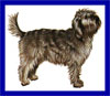 Click here for more detailed Otterhound breed information and available puppies, studs dogs, clubs and forums